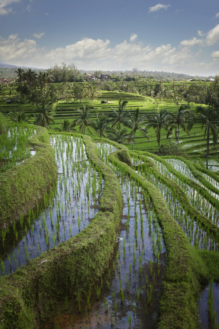 Rice Fields; Jatiluwih, Bali, Indonesia PosterPrint - Item # VARDPI2080001