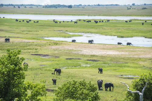 African Elephants (Loxodonta), Chobe National Park; Kasane, Botswana PosterPrint - Item # VARDPI12281724
