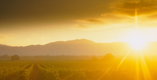 Sunset over vineyard, Napa Valley, California, USA Poster Print - Item # VARPPI25521