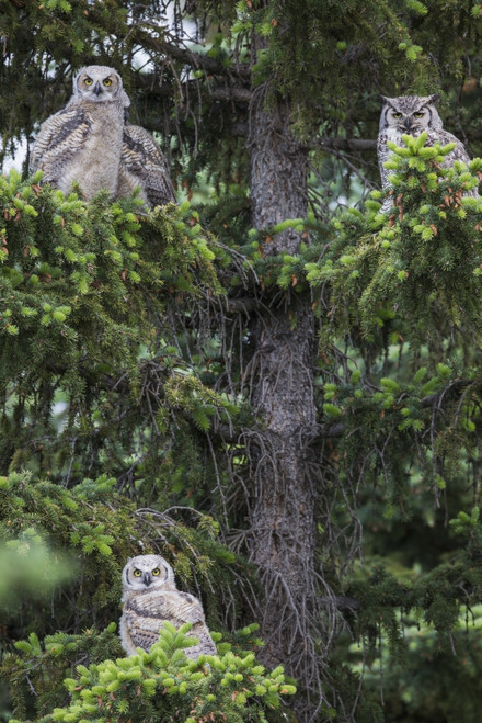 A family of Great Horned Owls (Bubo virginianus) sit in a tree; Saskatchewan, Canada PosterPrint - Item # VARDPI12252396