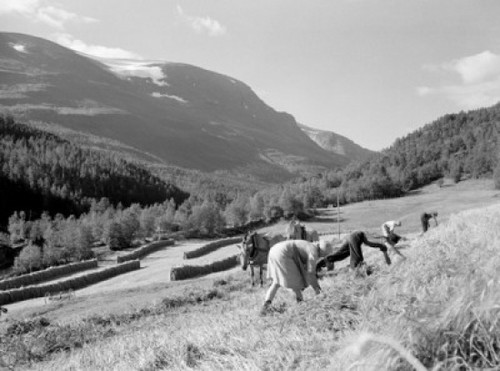 Farmers harvesting crop in valley Poster Print - Item # VARSAL255416171