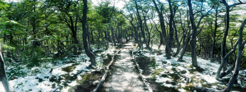 Trail through the trees of Tierra del Fuego National Park, Ushuaia, Tierra del Fuego Province, Patagonia, Argentina Poster Print - Item # VARPPI169899