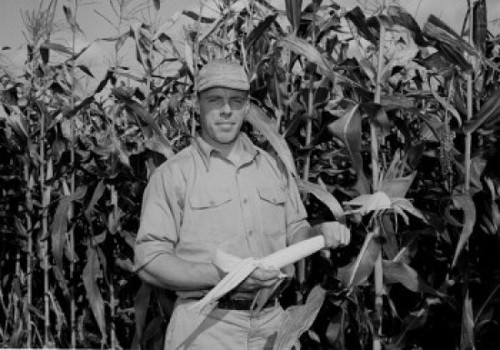 Portrait of farmer in corn field Poster Print - Item # VARSAL255424940