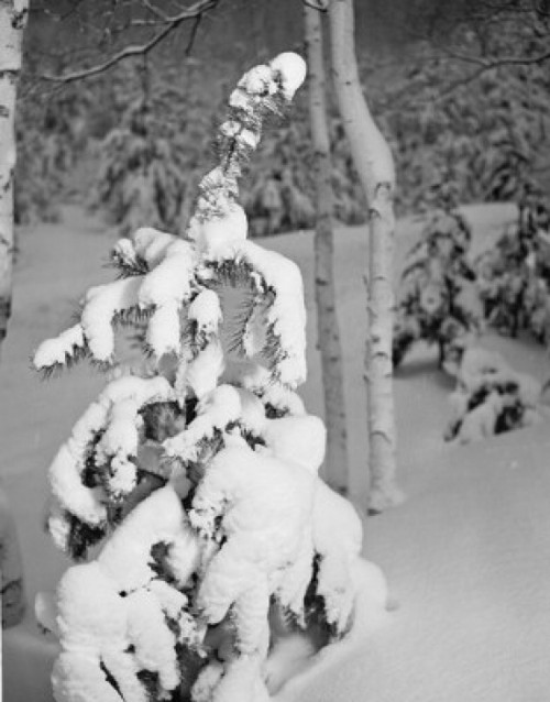 Snow covered tree in garden Poster Print