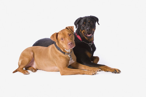 A Pitbull And A Rotweiller On A White Studio Background; St. Albert, Alberta, Canada PosterPrint