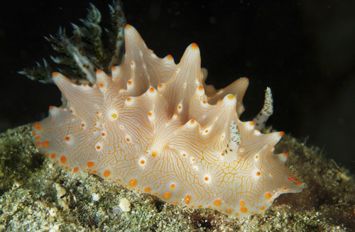 Halgerda batangas orange spotted nudibranch, Lembeh Strait, North Sulawesi, Indonesia Poster Print - Item # VARPSTMME400237U