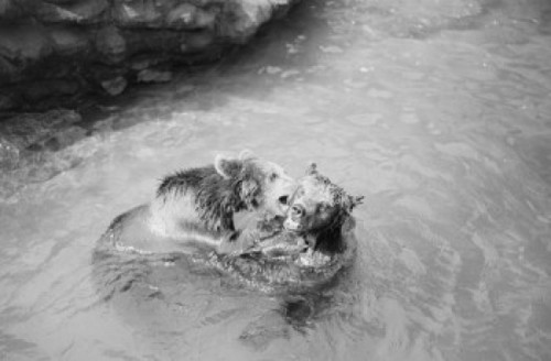 Two bears frolicking in water Poster Print - Item # VARSAL255423930