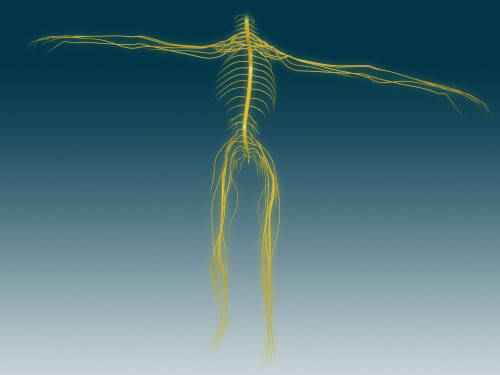 Conceptual image of human nervous system Poster Print - Item # VARPSTSTK700483H