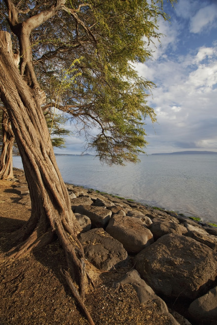 Hawaii, Maui, Kihei, A Kiawe Tree at sunset. PosterPrint - Item # VARDPI2116248
