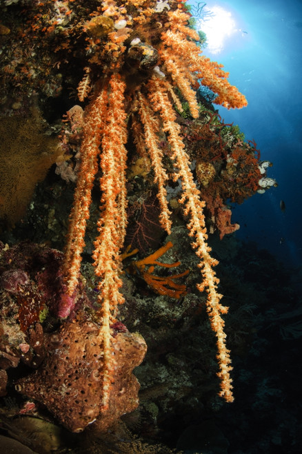Soft coral reef seascape, Indonesia Poster Print - Item # VARPSTTSW400113U