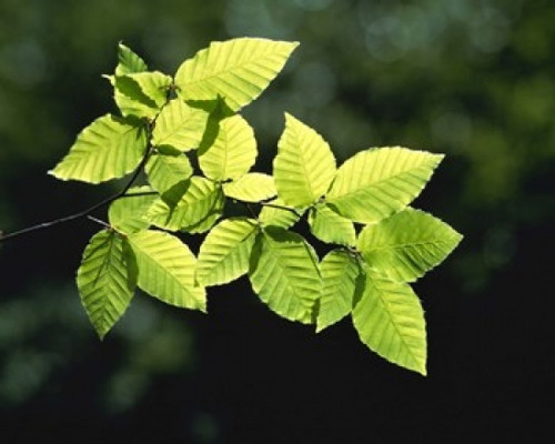 Selective focus striped leaves on branch with forest in back Poster Print by Panoramic Images (16 x 13) - Item # PPI118203