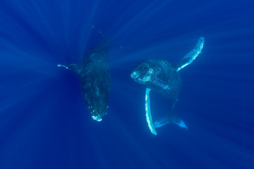 Hawaii, Two Humpback Whales (Megaptera Novaeangliae) Swimming In Deep Blue Ocean. PosterPrint - Item # VARDPI1989017
