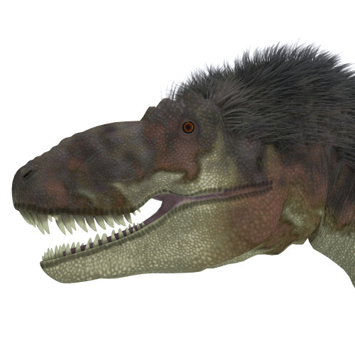 Daspletosaurus dinosaur head. Daspletosaurus was a carnivorous theropod dinosaur that lived during the Cretaceous Period of North America. Poster Print - Item # VARPSTCFR200458P