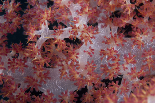 Red tree coral on a Fijian reef Poster Print - Item # VARPSTTMO400388U