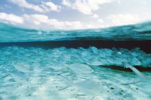 School of Fish  Submerged Poster Print by Panoramic Images (24 x 16) - Item # PPI136322