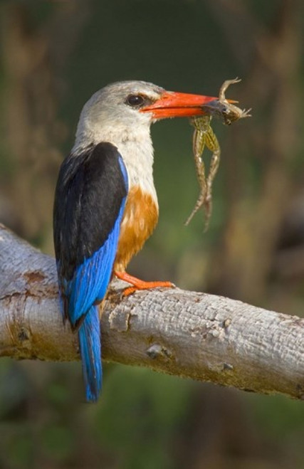 Side profile of a bird with a frog in its beak  Lake Manyara National Park  Tanzania Poster Print by Panoramic Images (16 x 24) - Item # PPI95764