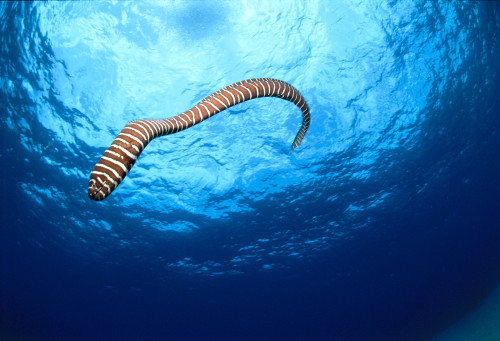 Hawaii, Zebra Moral Eel Swims Through Clear Blue Water With Sunburst, Full Body Shot (Gymnomuraena Zebra) PosterPrint - Item # VARDPI2001953