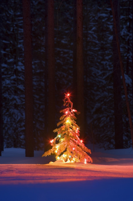 Lit Christmas Tree In A Forest PosterPrint