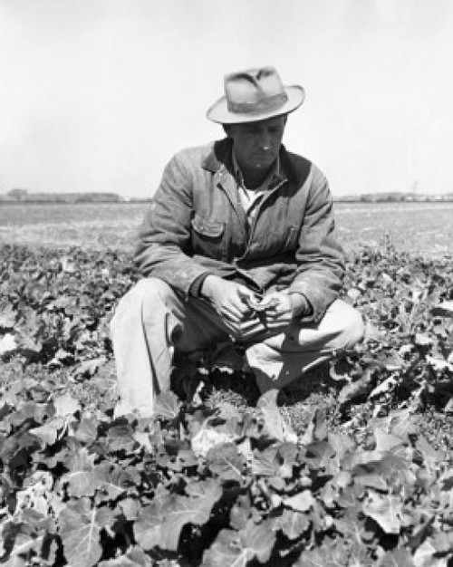 Farmer in a field Poster Print