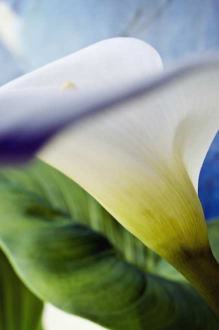 Calla Lily, Extreme Close-Up, View From Side. PosterPrint - Item # VARDPI1975443
