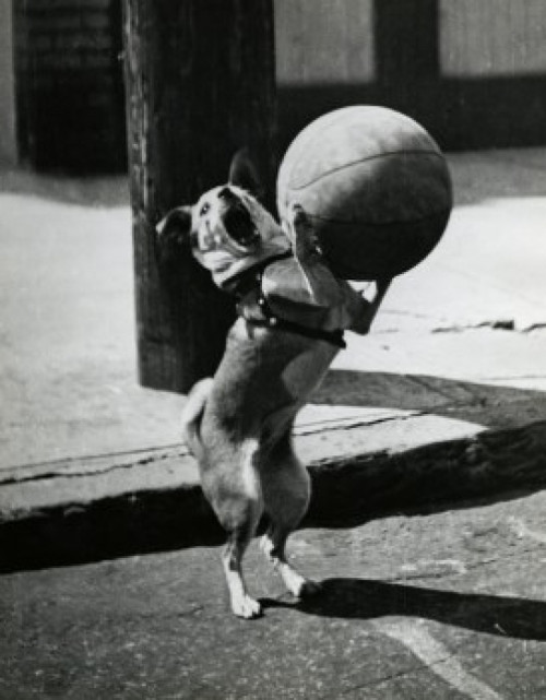 Dog playing with basketball Poster Print - Item # VARSAL25523164