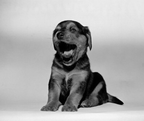 Yawning puppy portrait Poster Print