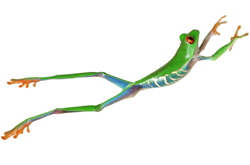 Red-Eyed Tree Frog (Agalychnis Callidryas) PosterPrint - Item # VARDPI315340