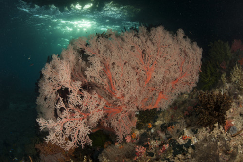 Gorgonian sea fans on a reef in Raja Ampat, West Papua, Indonesia Poster Print - Item # VARPSTSJN400524U