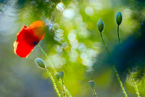 Red Poppy PosterPrint - Item # VARDPI1789458