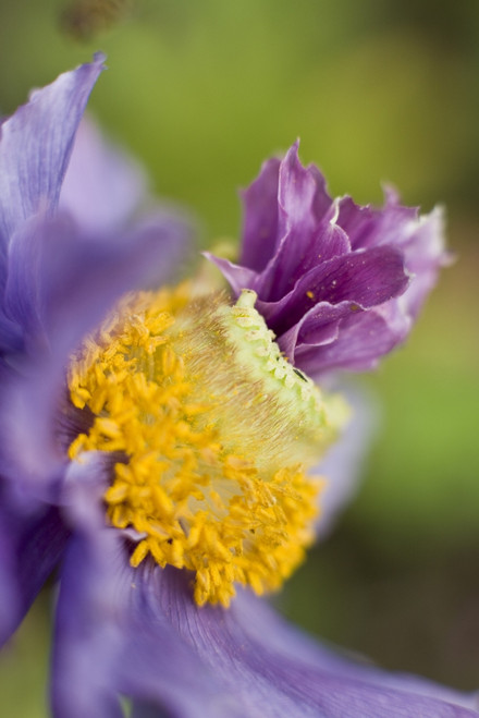 Close-Up Of A Himalayan Poppy Growing In Anchorage. Summer In Southcentral Alaska. PosterPrint - Item # VARDPI2143559