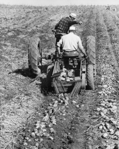 Rear view of two farmers digging potatoes in a field with a tractor Poster Print - Item # VARSAL25530244