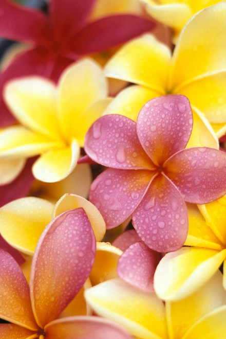 Studio Shot Of Yellow And Two Pink Plumeria Flowers, Water Drops On Petals PosterPrint - Item # VARDPI2002486