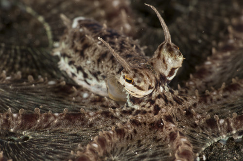 Mimic octopus, Lembeh Strait, Bitung, North Sulawesi, Indonesia Poster Print - Item # VARPSTMME400118U