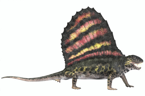 Dimetrodon was a carnivorous mammal-like reptile which lived during the Permian period of North America and Europe Poster Print - Item # VARPSTCFR200368P