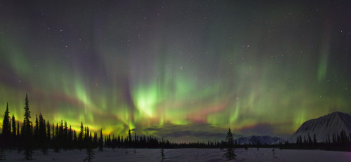 View Of Northern Lights And Spruce Trees In Broad Pass, Southcentral Alaska, Winter PosterPrint - Item # VARDPI2094955