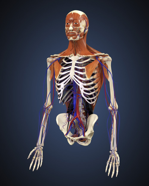 Human upper body showing bones, muscles and circulatory system Poster Print