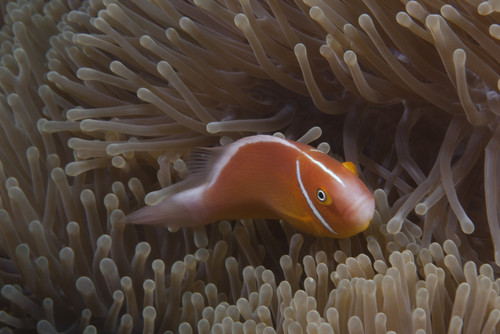 Pink anemonefish in its host anenome, Fiji Poster Print - Item # VARPSTTMO400536U