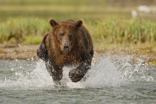 Coastal Grizzly Boar Fishing At Geographic Harbor, Katmai National Park, Alaska PosterPrint - Item # VARDPI2094237