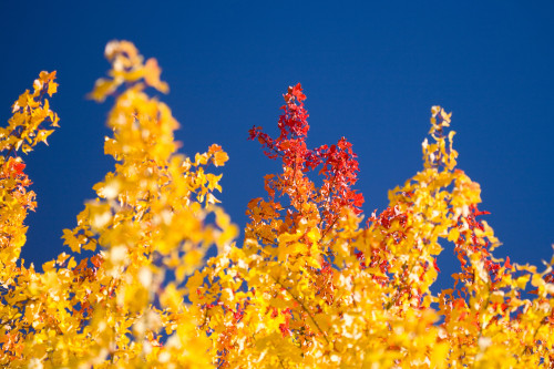 Autumn Trees PosterPrint - Item # VARDPI1832744