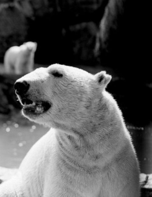 Polar bear Poster Print - Item # VARSAL255422502
