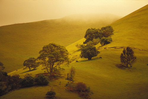 Hawaii, Maui, Ulupalakua Ranch, Overview Of Lush Upcountry Pasture, Fog Misty Background Cattle Grazing Distance PosterPrint - Item # VARDPI2004156