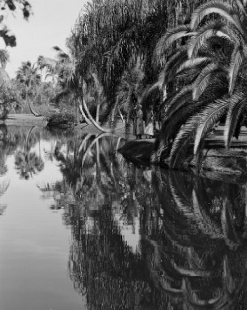 USA  Florida  Sarasota  Jungle Gardens Poster Print - Item # VARSAL255423218