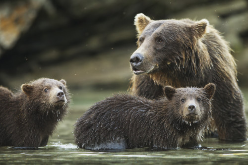 Coastal Brown Bear spring cubs (Ursus arctos) and mother in salmon spawning stream along Kuliak Bay, Katmai National Park, Southwest Alaska PosterPrint - Item # VARDPI2383732