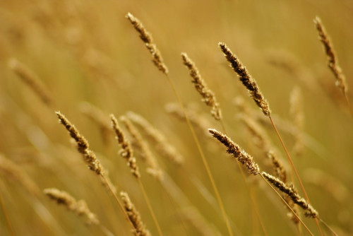 Close-Up Of Wheat PosterPrint - Item # VARDPI1786115