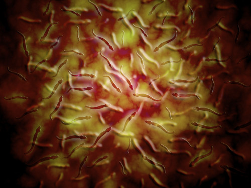 Microscopic view of sperm Poster Print - Item # VARPSTSTK700370H