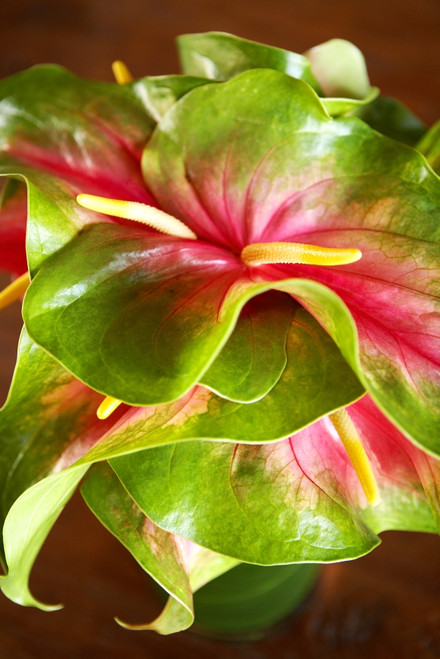 Hawaii, Close-Up Of A Green And Red Anthurium. PosterPrint - Item # VARDPI1975574