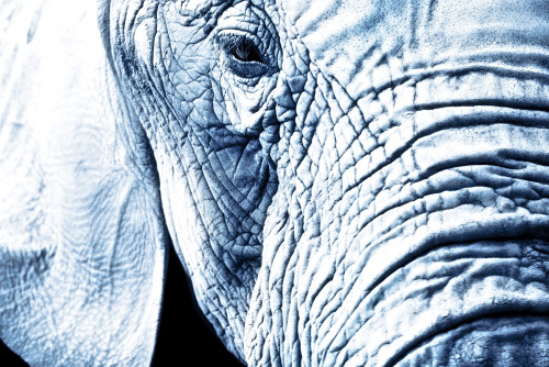Close Up Of An Elephant's Face PosterPrint - Item # VARDPI1816175
