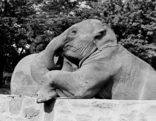 USA  Louisiana  New Orleans  Pair of elephants in Audoban Park Zoo Poster Print - Item # VARSAL255421753