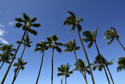 Palm trees against a clear blue sky in Maui, Hawaii Poster Print - Item # VARPSTRYN100004T