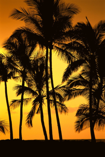 Hawaii, Big Island, View Of Palm Trees Silhouetted By Fiery Sunset PosterPrint - Item # VARDPI2003001